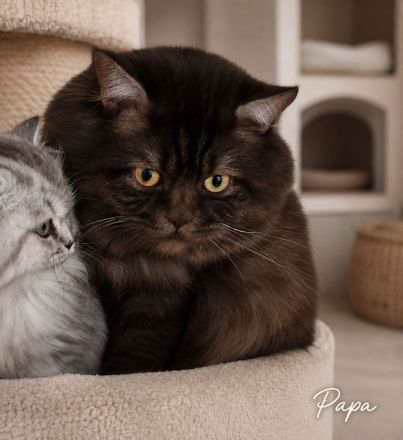 Wunderschöne BKH & BLH Kitten – liebevoll aufgezogen ❤️