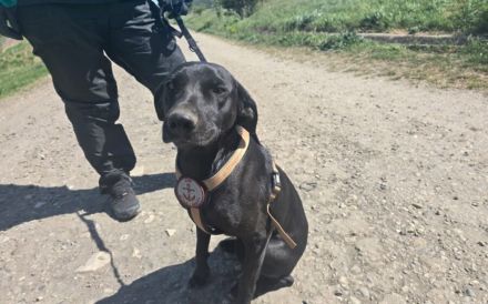 Gehst du mit Lola durchs Leben?