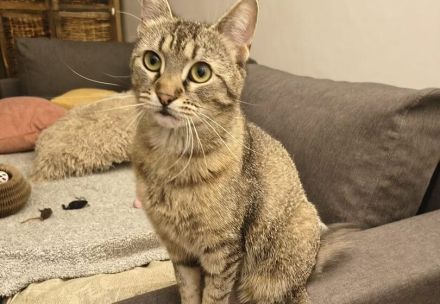 Mascha sucht ein Zuhause