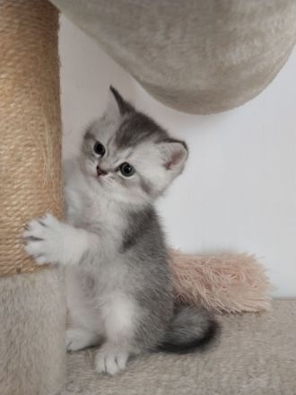 BKH Mix Kitten