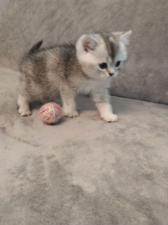 BKH Mix Kitten