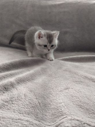 BKH Mix Kitten