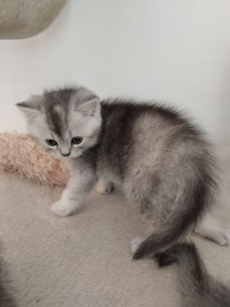 BKH Mix Kitten