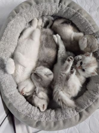 BKH Mix Kitten