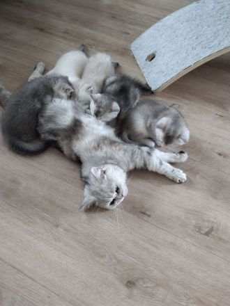 BKH Mix Kitten