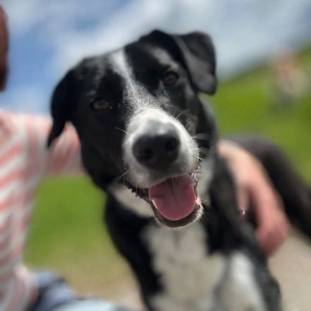 Taco in 57439 Attendorn sucht sein Für-immer-Zuhause