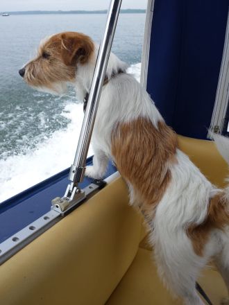 Jack Russell Hündin