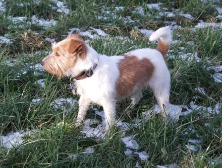 Jack Russell Hündin
