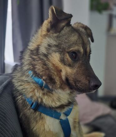 Timon auf Pflegestelle in 01324 Dresden sucht sein Für-immer-Zuhause