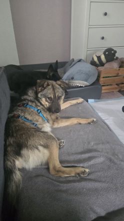 Timon auf Pflegestelle in 01324 Dresden sucht sein Für-immer-Zuhause