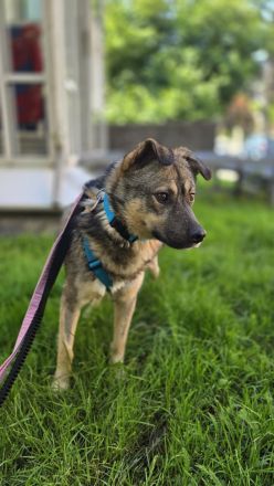 Timon auf Pflegestelle in 01324 Dresden sucht sein Für-immer-Zuhause