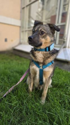 Timon auf Pflegestelle in 01324 Dresden sucht sein Für-immer-Zuhause