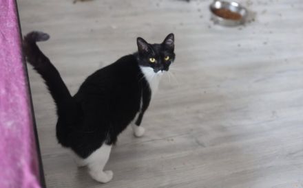 Schnurrt Pele bald auf deinem Sofa?