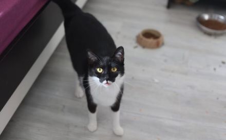 Schnurrt Pele bald auf deinem Sofa?