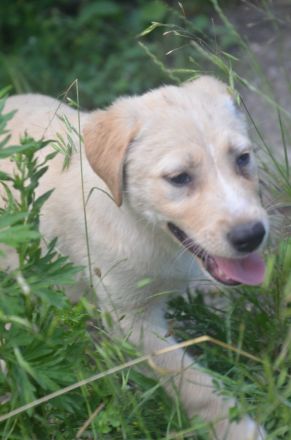 Familien gesucht für RAMI und SUNNY