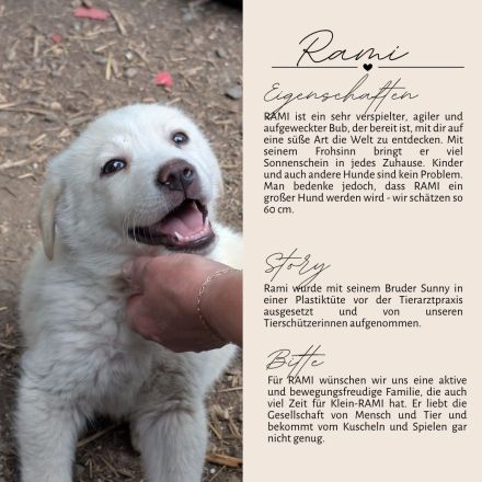 Familien gesucht für RAMI und SUNNY