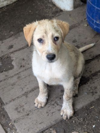Familien gesucht für RAMI und SUNNY