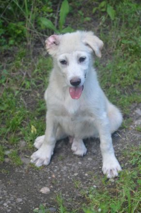 Familien gesucht für RAMI und SUNNY