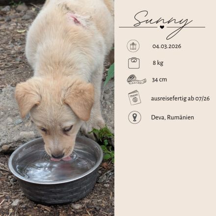 Familien gesucht für RAMI und SUNNY