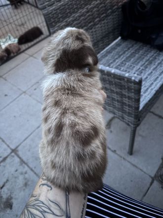 Wir suchen unser Für-immer-Zuhause ❤️ noch 6 Stück zu haben