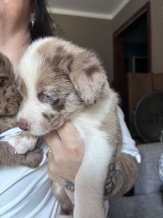 Wir suchen unser Für-immer-Zuhause ❤️ noch 3 Stück zu haben
