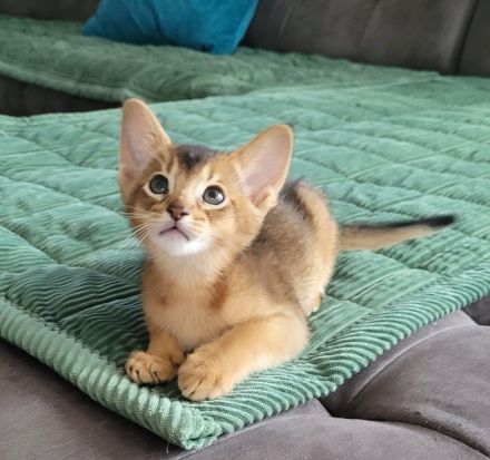Wunderschöne liebe Abessinier-Kitten