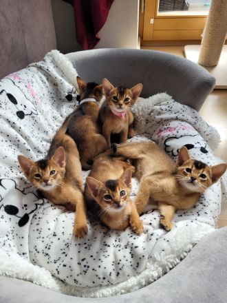 Wunderschöne liebe Abessinier-Kitten
