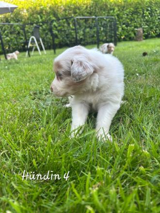 Australian shepherd Welpen