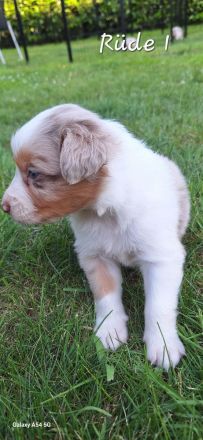 Australian shepherd Welpen