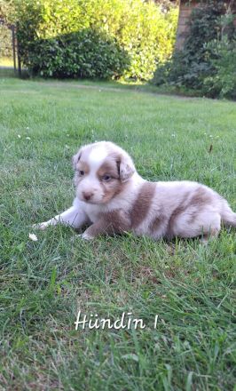 Australian shepherd Welpen