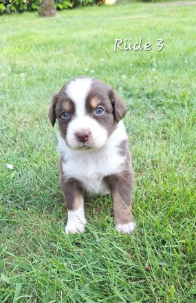 Australian shepherd Welpen
