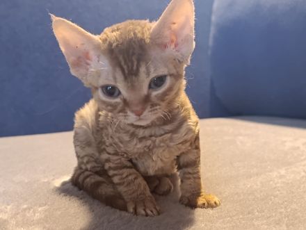 Devon Rex Kitten reinrassig