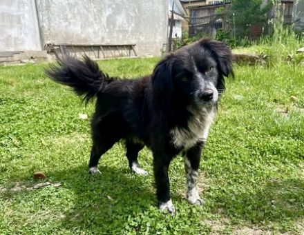 Nibbler braucht ein aktives Zuhause