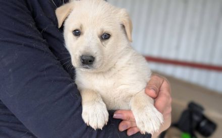 Liebevolles Zuhause für Kiana gesucht