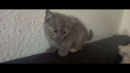 Britisch Langhaarkatze