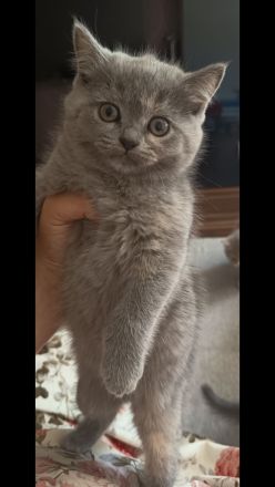 Britisch Langhaarkatze