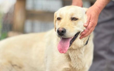 Unsichere Labrador Hündin Eyota sucht Schutzzone