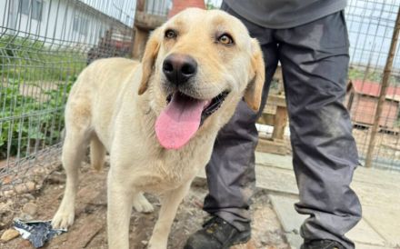 Unsichere Labrador Hündin Eyota sucht Schutzzone