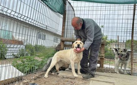Unsichere Labrador Hündin Eyota sucht Schutzzone
