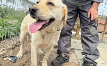 Unsichere Labrador Hündin Eyota sucht Schutzzone