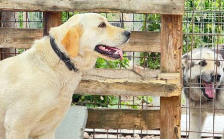 Unsichere Labrador Hündin Eyota sucht Schutzzone