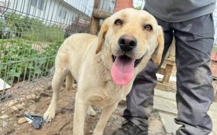 Unsichere Labrador Hündin Eyota sucht Schutzzone