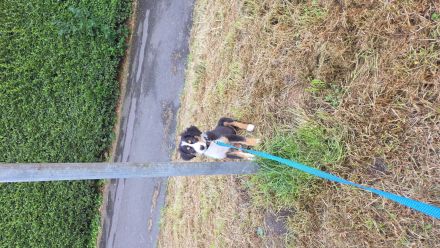 Aussie Welpen 15 Wochen