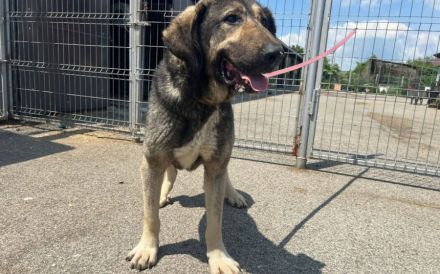 Stattlicher Rüde Fido mit sanftem Wesen