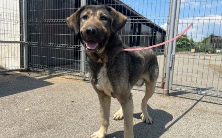 Stattlicher Rüde Fido mit sanftem Wesen