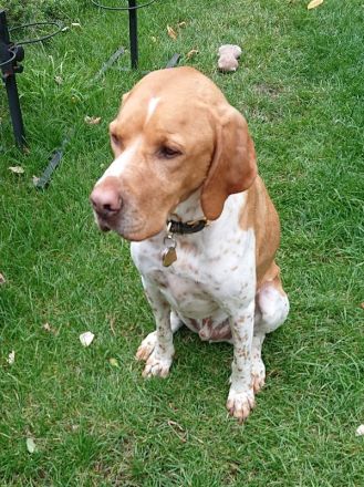 Beau, liebenswerter Begleiter mit großem Herzen sucht ein neues Zuhause, 9J, 63cm