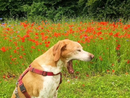 Beau, liebenswerter Begleiter mit großem Herzen sucht ein neues Zuhause, 9J, 63cm