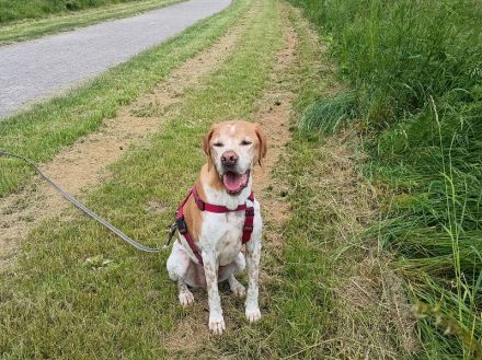 Beau, liebenswerter Begleiter mit großem Herzen sucht ein neues Zuhause, 9J, 63cm