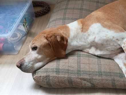 Beau, liebenswerter Begleiter mit großem Herzen sucht ein neues Zuhause, 9J, 63cm