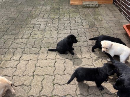 Labrador-Mischlingswelpen in liebevolle Hände abzugeben